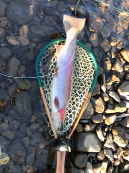 Rainbow Trout fishing in Broken Bow, Oklahoma