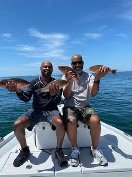 Mangrove Snapper fishing in St. Petersburg, Florida