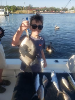 Red Snapper, Triggerfish fishing in Pensacola, Florida