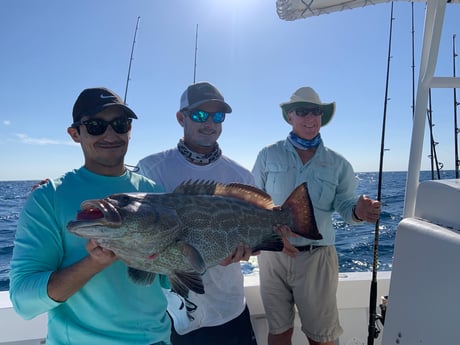 Black Grouper fishing in Key West, Florida