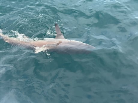 Blacktip Shark Fishing in Orange Beach, Alabama