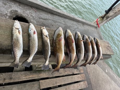 Redfish, Speckled Trout Fishing in Rockport, Texas