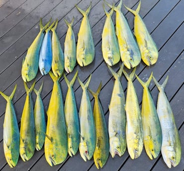 Mahi Mahi / Dorado fishing in Key West, Florida