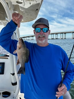 Mangrove Snapper Fishing in Niceville, Florida