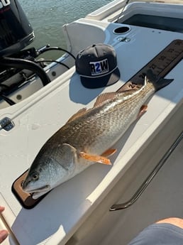 Redfish Fishing in Galveston, Texas