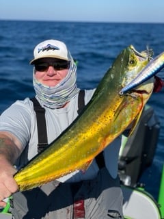 Mahi Mahi Fishing in Corpus Christi, Texas