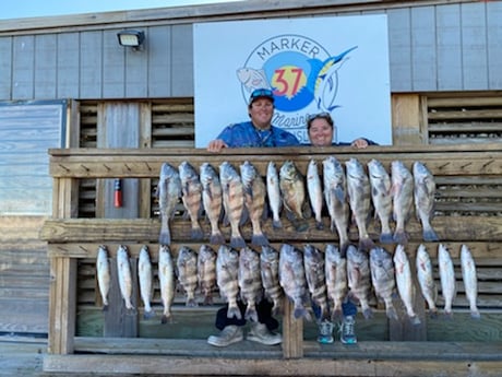 Black Drum, Sheepshead, Speckled Trout / Spotted Seatrout fishing in Corpus Christi, Texas