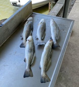 Speckled Trout / Spotted Seatrout fishing in Texas City, Texas