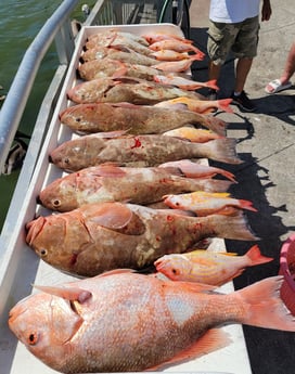 Lane Snapper, Red Grouper, Red Snapper fishing in Clearwater, Florida