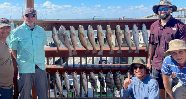 Black Drum, Redfish, Sheepshead, Speckled Trout / Spotted Seatrout Fishing in Corpus Christi, Texas