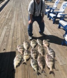 Sheepshead fishing in Orange Beach, Alabama