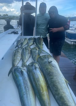 Mahi Mahi / Dorado Fishing in Tampa, Florida