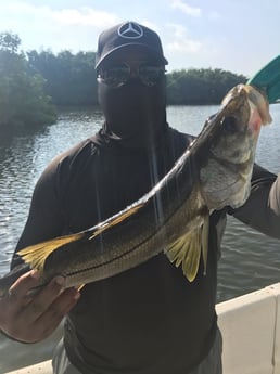 Snook Fishing in St. Petersburg, Florida