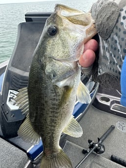 Largemouth Bass Fishing in Alba, Texas