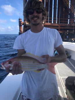 Lane Snapper fishing in Galveston, Texas