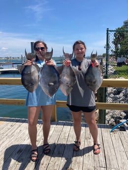 Triggerfish fishing in Orange Beach, Alabama