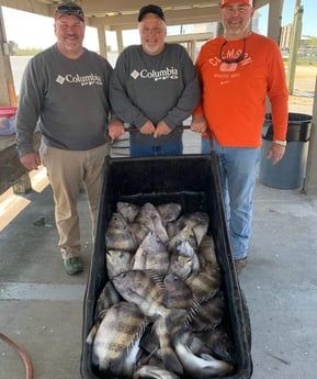 Sheepshead Fishing in Boothville-Venice, Louisiana, USA