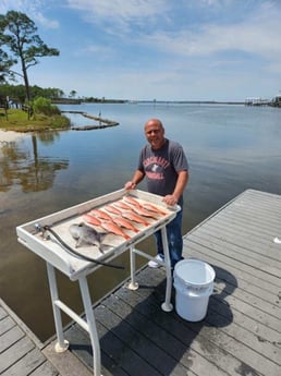 Triggerfish, Vermillion Snapper Fishing in Santa Rosa Beach, Florida