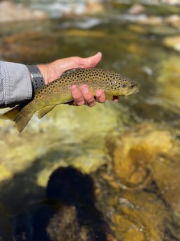 Fishing in Hume, California