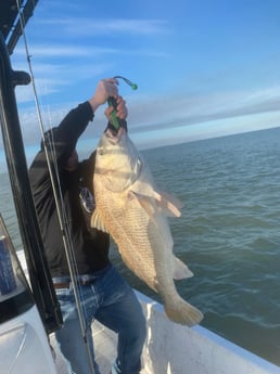 Black Drum fishing in Galveston, Texas