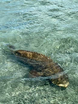 Tarpon fishing in Key West, Florida