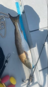 Redfish fishing in Santa Rosa Beach, Florida