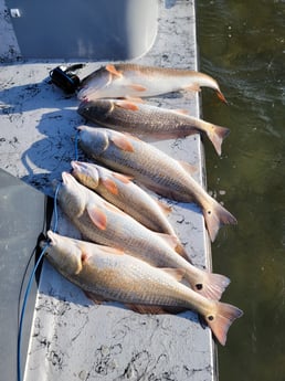 Redfish Fishing in Rio Hondo, Texas