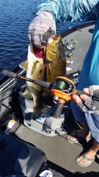 Peacock Bass Fishing in Fort Lauderdale, Florida