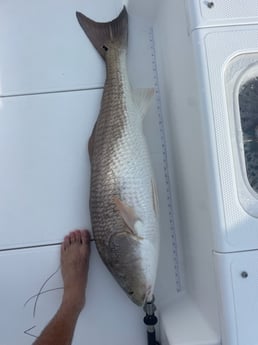 Fishing in Orange Beach, Alabama