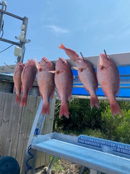 Red Snapper Fishing in Destin, Florida