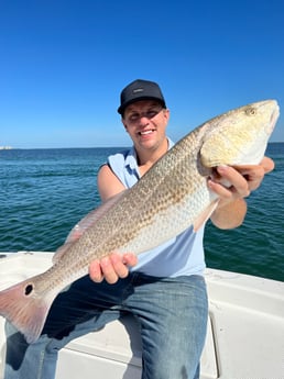 Redfish fishing in Sarasota, Florida