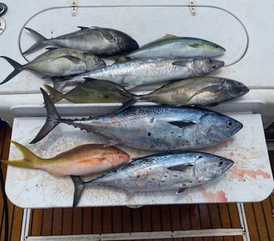 Amberjack, Little Tunny / False Albacore, Yellowtail Snapper fishing in Riviera Beach, Florida