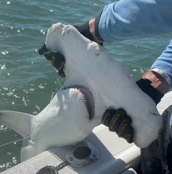 Hammerhead Shark fishing in Galveston, Texas