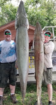 Alligator Gar fishing in Livingston, Texas