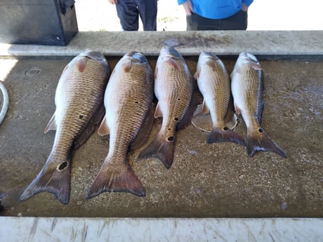 Redfish fishing in San Antonio, Texas