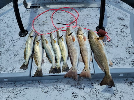 Redfish, Speckled Trout / Spotted Seatrout Fishing in Rio Hondo, Texas