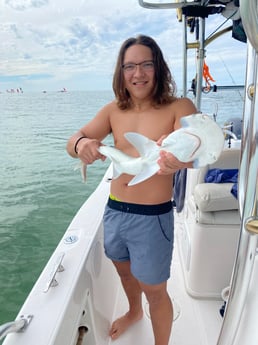 Bonnethead Shark fishing in Clearwater, Florida