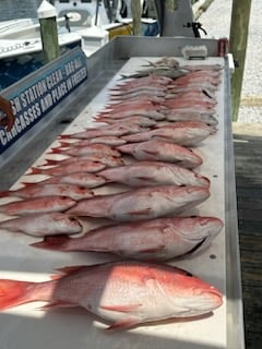 Red Snapper Fishing in Destin, Florida