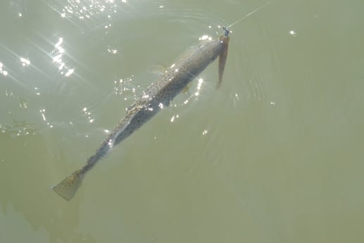 Speckled Trout / Spotted Seatrout fishing in Aransas Pass, Texas