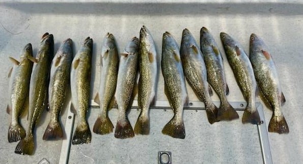 Speckled Trout / Spotted Seatrout fishing in Corpus Christi, Texas