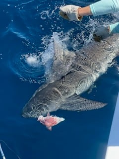 Blacktip Shark Fishing in Destin, Florida