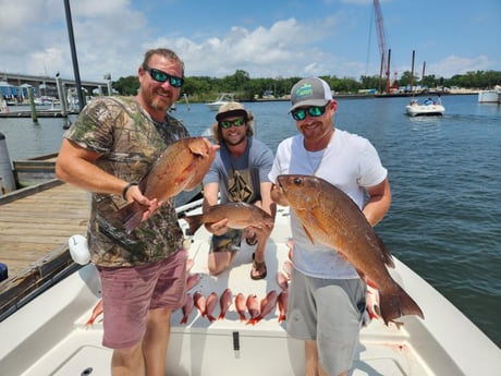 Mangrove Snapper, Vermillion Snapper Fishing in Pensacola, Florida