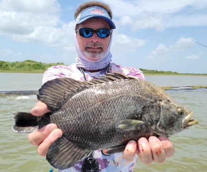 Tripletail fishing in Galveston, Texas