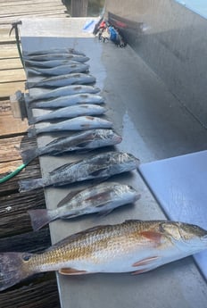 Fishing in Bolivar Peninsula, Texas