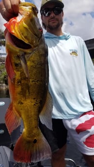 Peacock Bass fishing in Fort Lauderdale, Florida