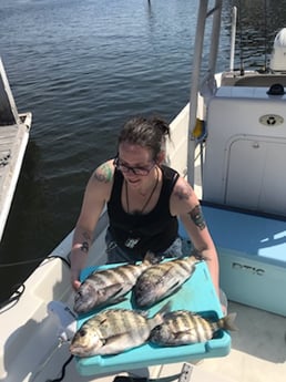 Sheepshead Fishing in St. Petersburg, Florida