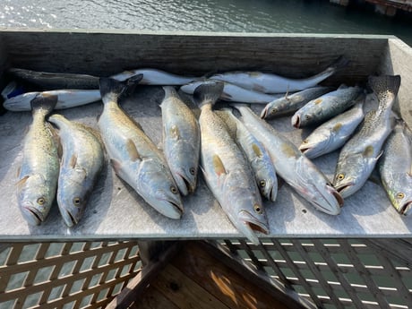 Speckled Trout Fishing in Corpus Christi, Texas