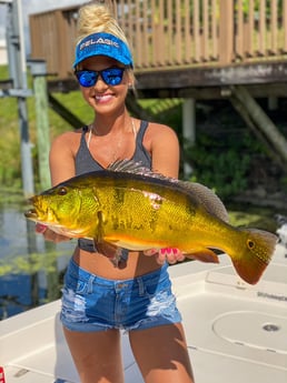 Peacock Bass fishing in Delray Beach, Florida