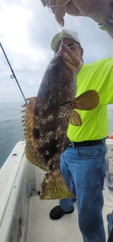 Scamp Grouper fishing in South Padre Island, Texas