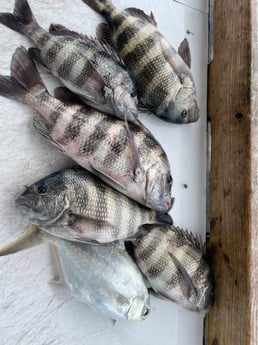 Sheepshead Fishing in Sarasota, Florida